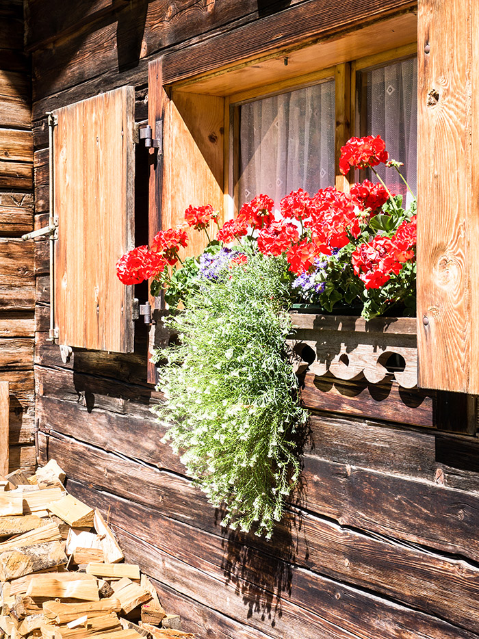Window With Flowers Hanging From a Log Cabin