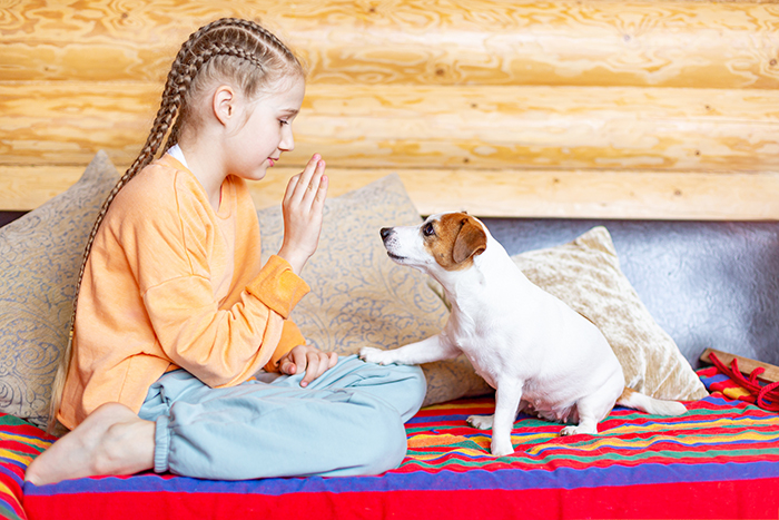 A teenage girl teaches commands to a small dog Jack Russell Terrier.