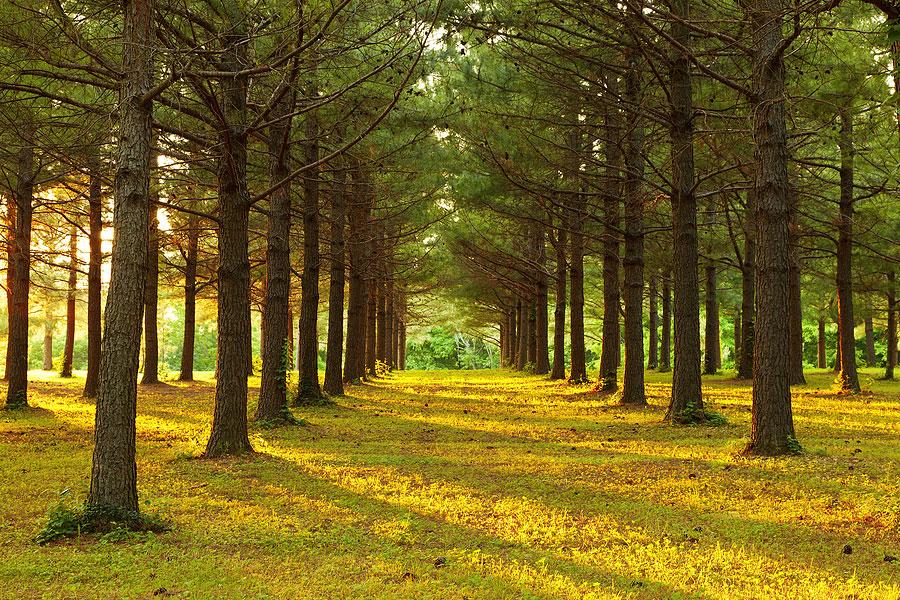 Rows of pine trees